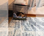 Small Photo #2 Australian Shepherd-German Shepherd Dog Mix Puppy For Sale in New London, WI, USA