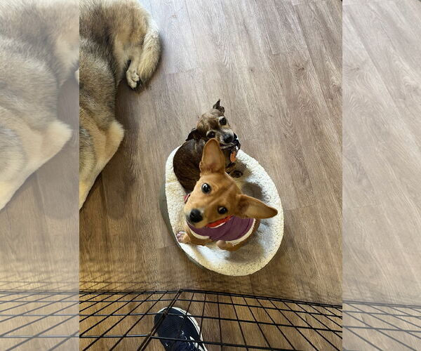 Medium Photo #5 Beagle-Chihuahua Mix Puppy For Sale in San Francisco, CA, USA