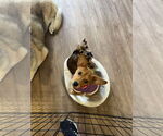 Small #4 Beagle-Chihuahua Mix