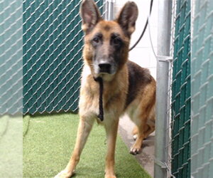 German Shepherd Dog Dogs for adoption in Downey, CA, USA