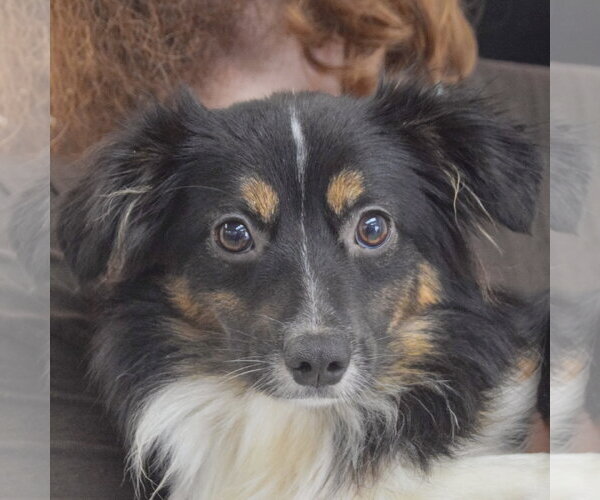 Medium Photo #1 Australian Shepherd-Unknown Mix Puppy For Sale in Huntley, IL, USA