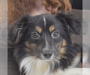 Australian Shepherd-Unknown Mix Dogs for adoption in Huntley, IL, USA