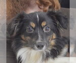 Small Australian Shepherd Mix