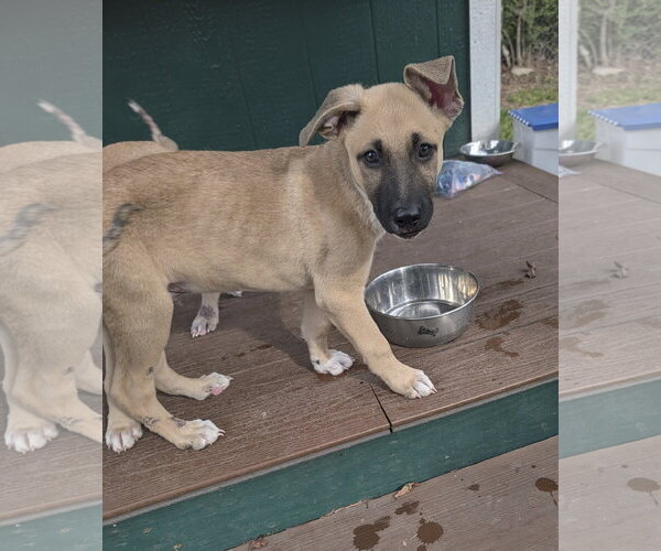 Medium Photo #4 German Shepherd Dog-Unknown Mix Puppy For Sale in The Woodlands, TX, USA