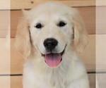 Small Photo #2 Golden Retriever Puppy For Sale in SYRACUSE, IN, USA