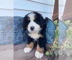 Puppy 5 Bernese Mountain Dog