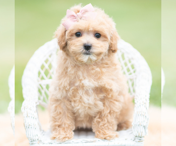 Medium Photo #114 Maltipoo (Miniature) Puppy For Sale in WARSAW, IN, USA