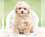 Small Photo #114 Maltipoo (Miniature) Puppy For Sale in WARSAW, IN, USA