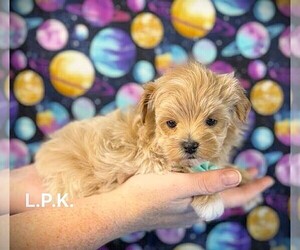 Maltipoo Puppy for sale in WINNSBORO, LA, USA