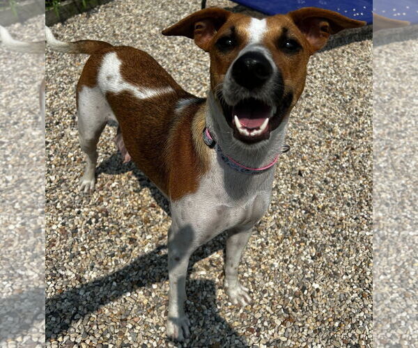 Medium Photo #2 Mutt Puppy For Sale in Jefferson, WI, USA