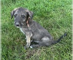 Puppy Griffin Irish Wolfhound