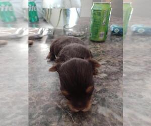 Yorkshire Terrier Puppy for sale in COLTON, NY, USA