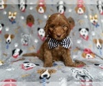 Small #3 Cockapoo (Miniature)