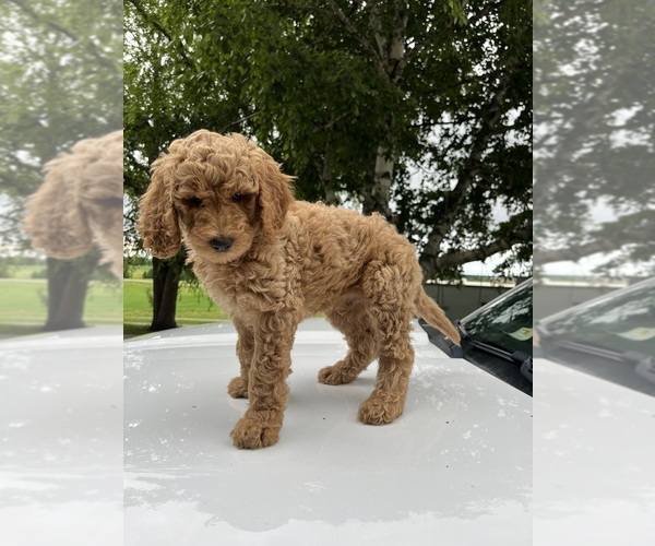 Medium Photo #10 Poodle (Standard) Puppy For Sale in KIMBALL, MN, USA