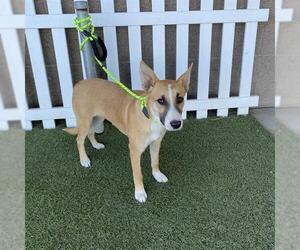 Medium Carolina Dog Mix