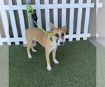 Small Carolina Dog Mix