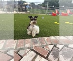 Small #13 Schnauzer (Miniature)