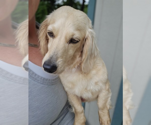 Medium Photo #1 Dachshund Puppy For Sale in MARSHFIELD, MO, USA