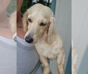 Mother of the Dachshund puppies born on 09/16/2025