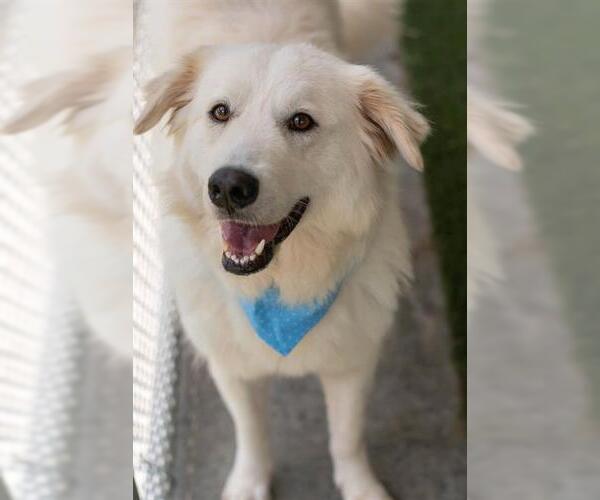 Medium Photo #2 Labrenees Puppy For Sale in Baytown, TX, USA