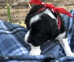 Small Photo #25 Poodle (Toy)-Texas Heeler Mix Puppy For Sale in MARQUAND, MO, USA