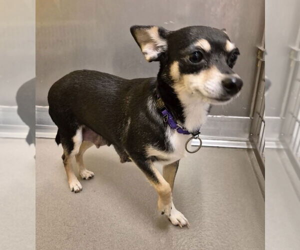 Medium Photo #6 Chihuahua-Unknown Mix Puppy For Sale in Plymouth, MN, USA
