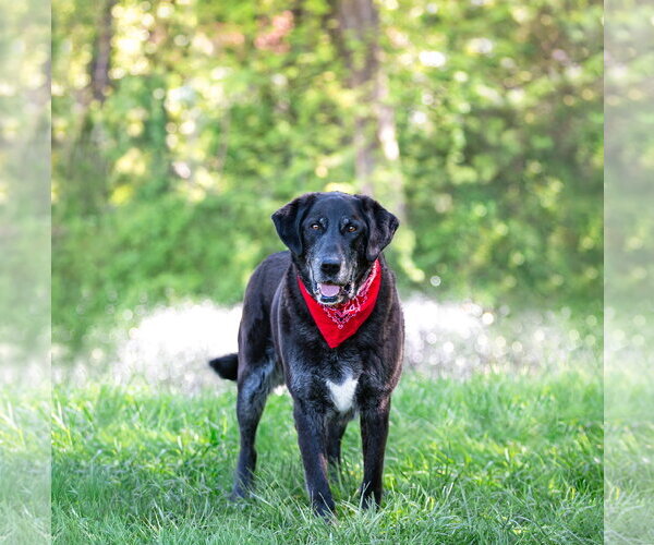 Medium Photo #2 Labrador Retriever-Unknown Mix Puppy For Sale in Unionville, PA, USA