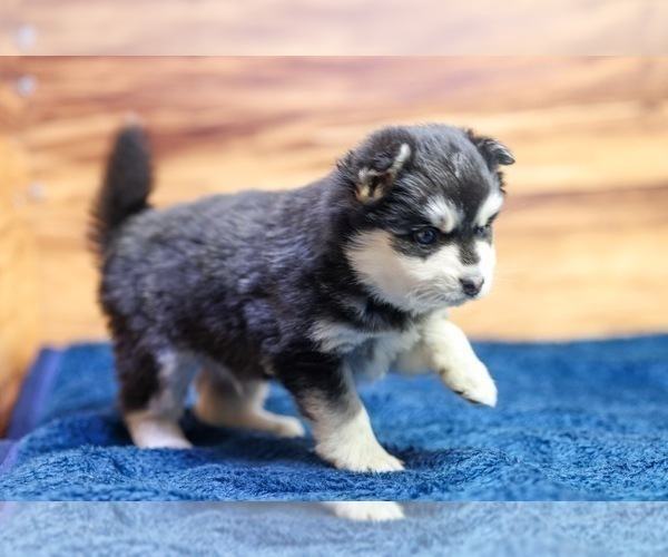 Medium Photo #3 Pomsky Puppy For Sale in TAMPICO, IL, USA