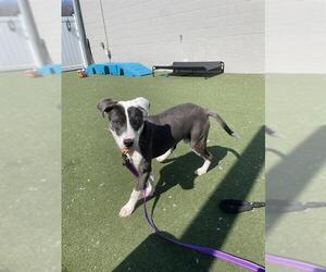 Mutt Dogs for adoption in Boston, MA, USA