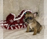 Small #1 French Bulldog