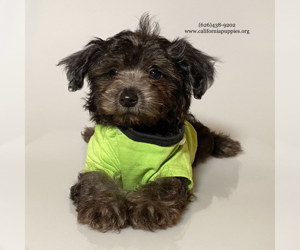 Medium Photo #2 YorkiePoo Puppy For Sale in BREA, CA, USA