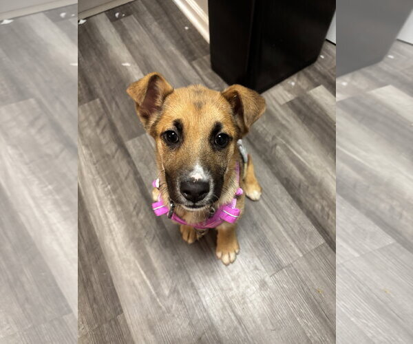 Medium Photo #7 Black Mouth Cur-German Shepherd Dog Mix Puppy For Sale in Holly Springs, NC, USA