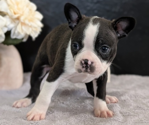 Medium Photo #42 Boston Terrier Puppy For Sale in GOSHEN, IN, USA