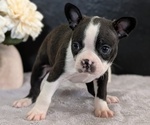 Small Photo #42 Boston Terrier Puppy For Sale in GOSHEN, IN, USA