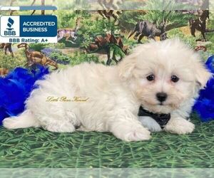 Maltipoo Puppy for sale in WINNSBORO, LA, USA