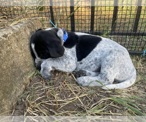 Medium Photo #5 Pointer Puppy For Sale in SACRAMENTO, CA, USA