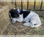 Small Photo #5 Pointer Puppy For Sale in SACRAMENTO, CA, USA