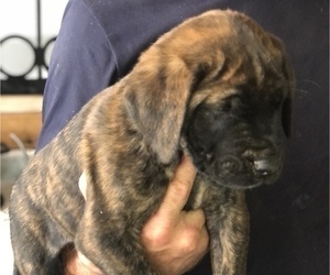 Medium Mastiff