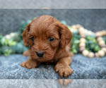 Small #2 Cavapoo