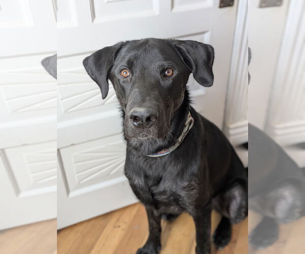 Medium Photo #12 Labrador Retriever-Unknown Mix Puppy For Sale in Sandy, UT, USA