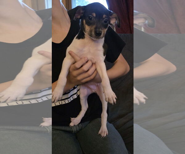 Medium Photo #2 Chihuahua-Unknown Mix Puppy For Sale in New London, WI, USA