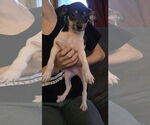 Small #1 Chihuahua Mix