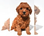 Small #26 Goldendoodle mix (+ Poodle Miniature)