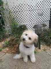 Havachon Puppy for sale in RALEIGH, NC, USA