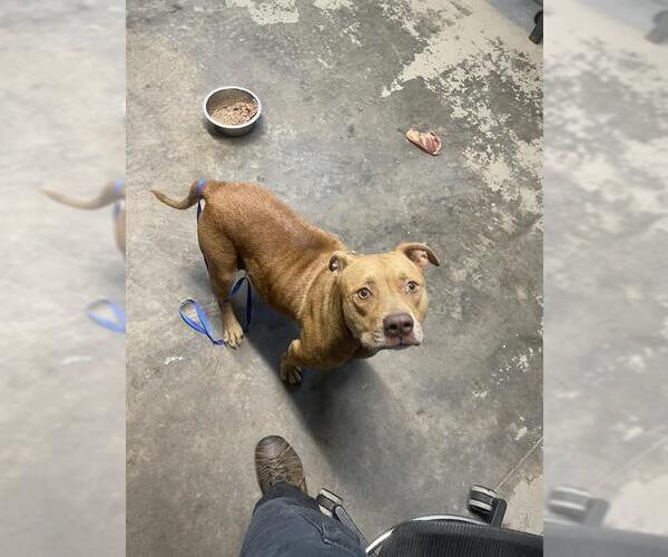 Medium Photo #1 American Pit Bull Terrier-Unknown Mix Puppy For Sale in Tallahassee, FL, USA