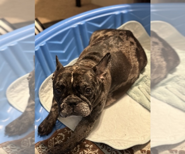 Medium Photo #1 French Bulldog Puppy For Sale in FREDERICKSBURG, VA, USA