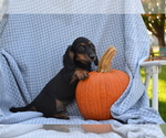 Small #2 Dachshund