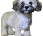 Small Photo #3 Maltipoo-Shih Tzu Mix Puppy For Sale in SCOTTSDALE, AZ, USA