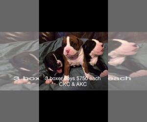 Boxer Puppy for sale in RUFFIN, NC, USA