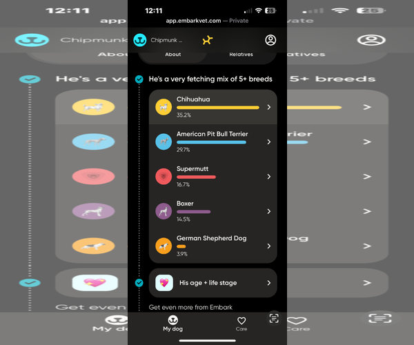Medium Photo #5 Chihuahua-Labrador Retriever Mix Puppy For Sale in McDonough, GA, USA